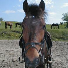 New Forest Egholms Mayo