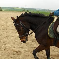 New Forest Egholms Mayo
