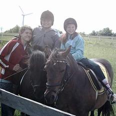 Exmoor dolly.F.dolly (udlånt)