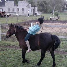 Exmoor dolly.F.dolly (udlånt)