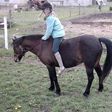 Exmoor dolly.F.dolly (udlånt)