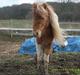 Shetlænder Elvis  
