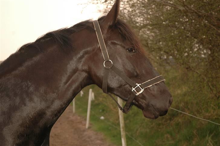 Anden særlig race Mosegaards El Diablo *SOLGT* - Mandag d. 13/4-09 billede 16