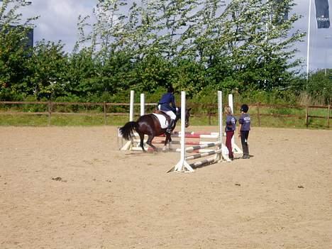 Anden særlig race Dixie *SAVN !* billede 2