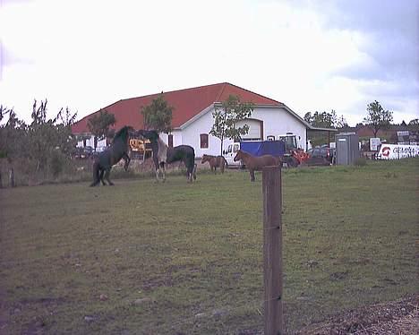 Anden særlig race Dixie *SAVN !* billede 3