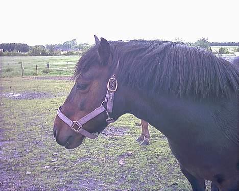 Anden særlig race Dixie *SAVN !* billede 4