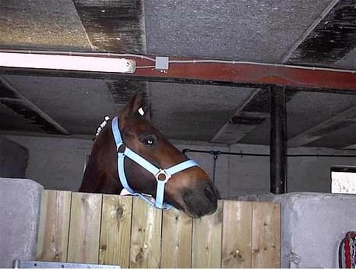 Anden særlig race Vandmøllens Tjengo <3 - Velkommen til Tjengo´s side. <3 billede 1