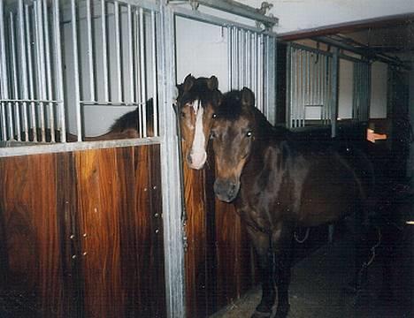 Anden særlig race Vandmøllens Tjengo <3 - Tjengo & Camaro. Taget af: Mor billede 4