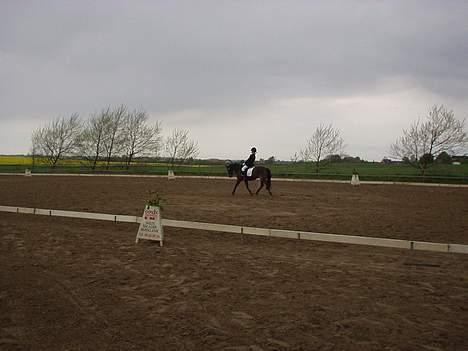 Anden særlig race Vandmøllens Tjengo <3 - Stævne på Falken. Elsker den pony. Taget af: Mor billede 6