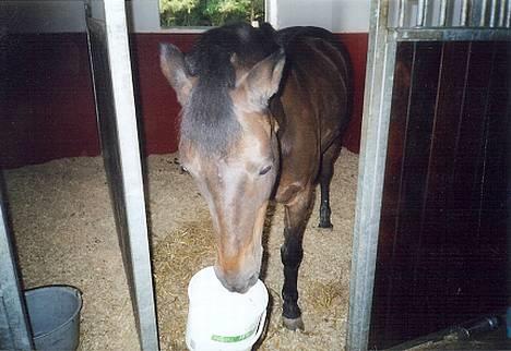 Anden særlig race Vandmøllens Tjengo <3 - Tjengo & hans hvide spand. han elskede den. Elsker den pony. Taget af: Mig billede 8