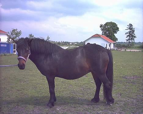 Anden særlig race Dixie *SAVN !* billede 5