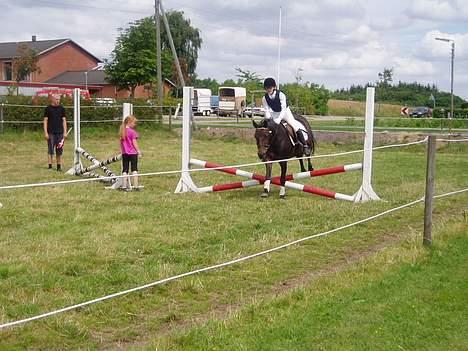 Anden særlig race Dixie *SAVN !* billede 6