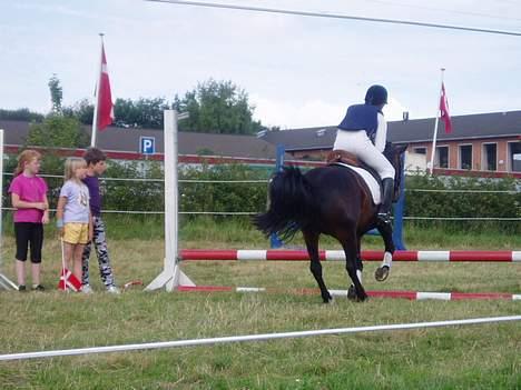 Anden særlig race Dixie *SAVN !* billede 7