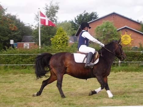 Anden særlig race Dixie *SAVN !* billede 8