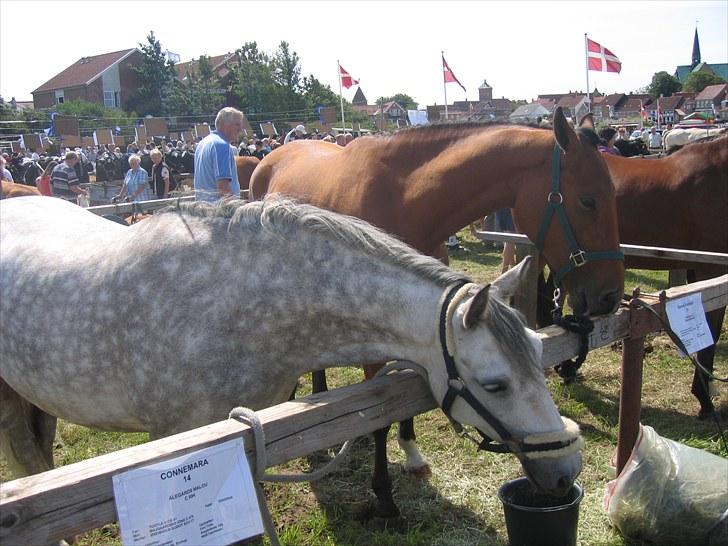 Connemara Ålegårds Malou billede 1