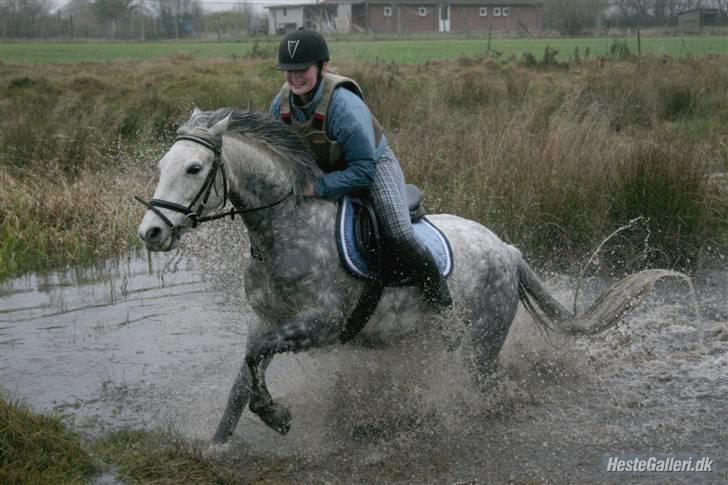 Connemara Ålegårds Malou - hubertusjagt 2009 billede 3