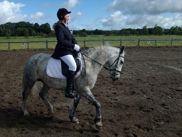 Connemara Ålegårds Malou billede 7