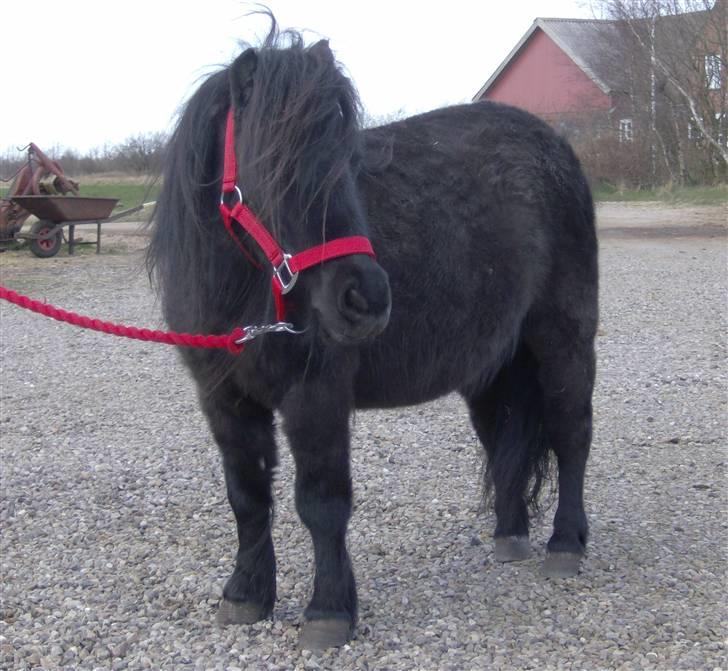 Shetlænder Isabella- Død  - marts 2008 billede 9