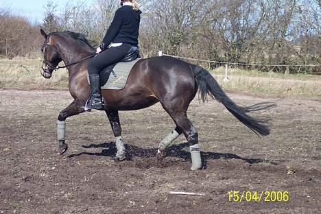 Dansk Varmblod Columbine AFLIVET - Når det er vellykket billede 9