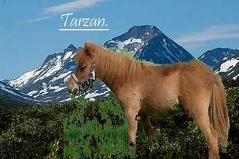 Miniature Team Julins Tarzan - Mange tak , for billedet <´3 billede 14