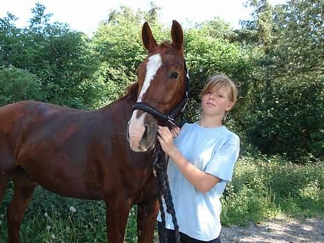 Oldenborg Tornedo<3 solgt:( - nu skal vi på marken billede 17