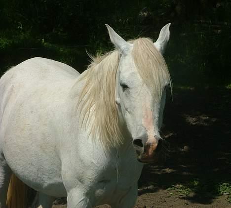 Arabisk fuldblod (OX) Bandala - RIP 2012 - Søvnig billede 8