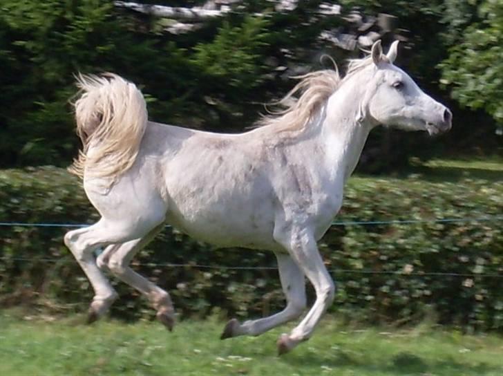 Arabisk fuldblod (OX) Bandala - RIP 2012 - 21.07.09 billede 9