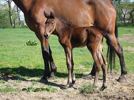 Traver Nok én Speedy (Nokken) billede 11