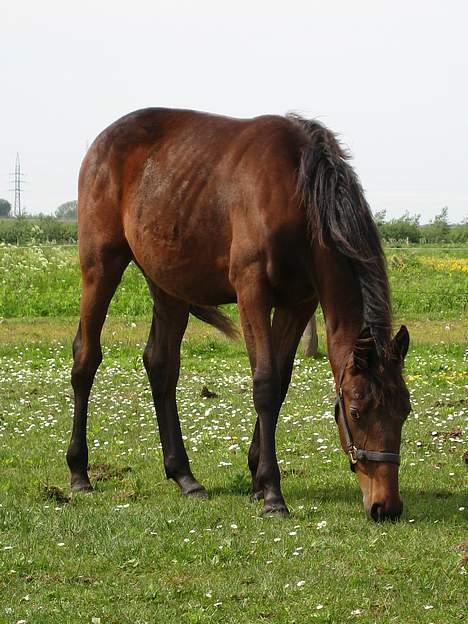 Traver Nok én Speedy (Nokken) billede 12