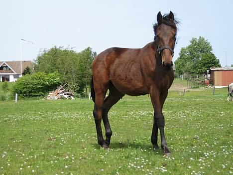 Traver Nok én Speedy (Nokken) billede 13