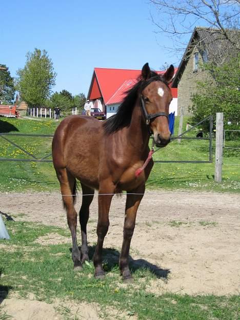 Traver Martinik Speedy billede 10