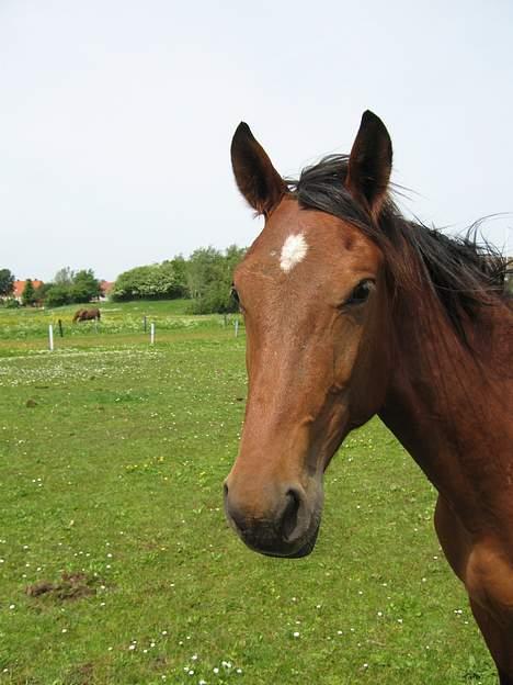 Traver Martinik Speedy - Taget Maj 2006..... billede 11