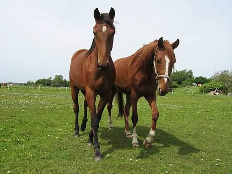 Traver Martinik Speedy - Taget Maj 2006..... billede 12