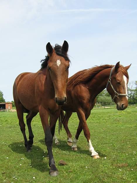 Traver Martinik Speedy - Taget Maj 2006..... billede 13