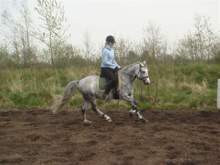 Anden særlig race Stald Speedy's Surprise billede 9