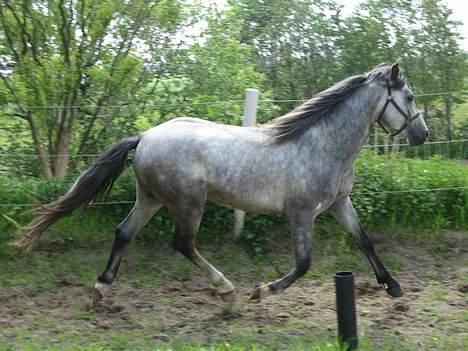 Anden særlig race Stald Speedy's Surprise - Taget Maj 2006..... billede 10