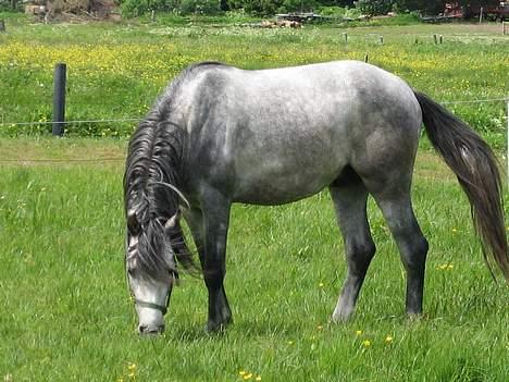 Anden særlig race Stald Speedy's Surprise -  Taget Maj 2006..... billede 11