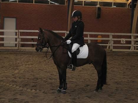 New Forest Bækkeskovens Helicon billede 1