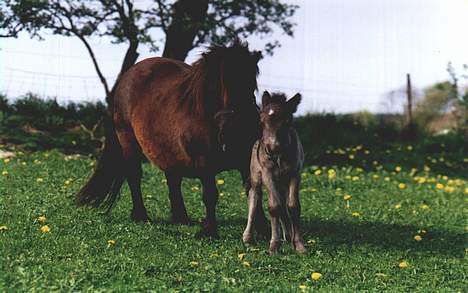 Shetlænder Buttercup - Buttercup og føl, omkring 2001 billede 7