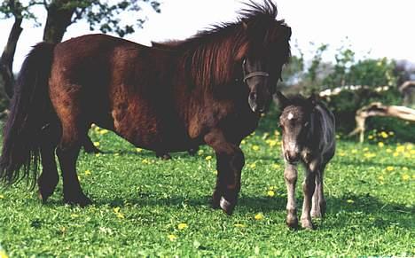 Shetlænder Buttercup - Buttercup og føl, omkring 2001 billede 8