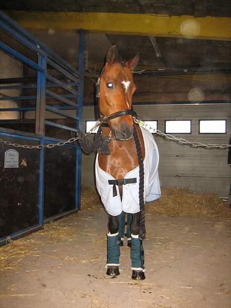 New Forest Bækkeskovens Helicon billede 2