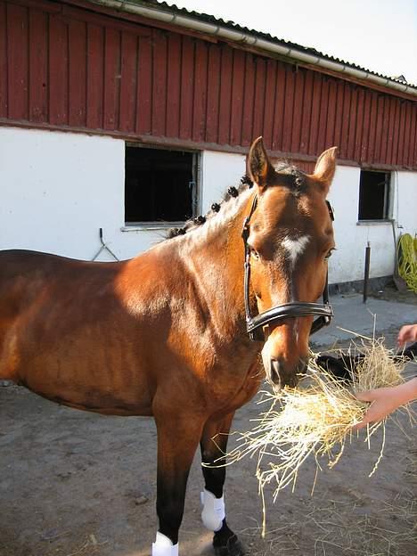 New Forest Bækkeskovens Helicon billede 3