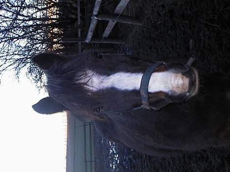 New Forest Miss Misty - Misty 2005... billede 11