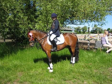 New Forest Bækkeskovens Helicon billede 4