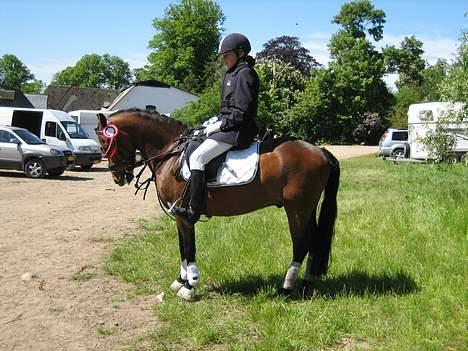 New Forest Bækkeskovens Helicon billede 5