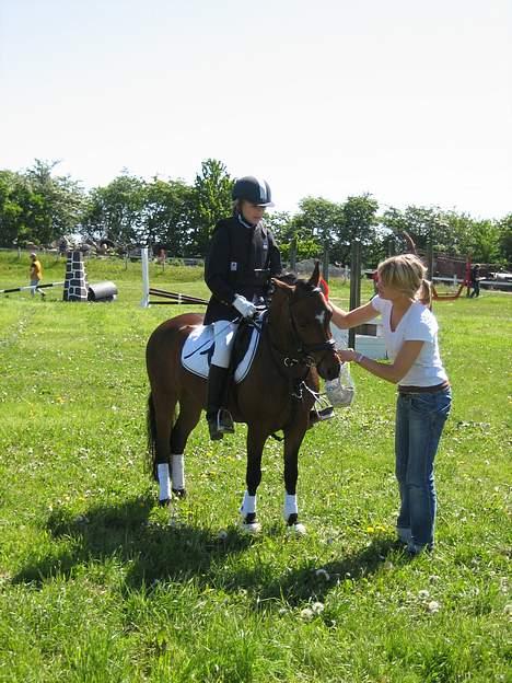 New Forest Bækkeskovens Helicon billede 7