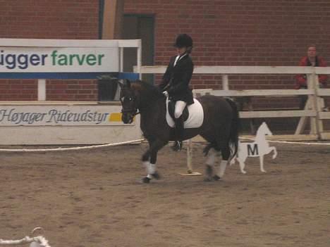 New Forest Bækkeskovens Helicon billede 8