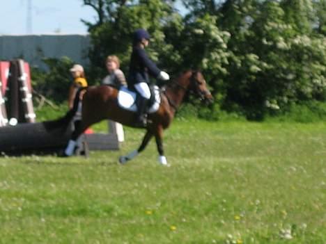 New Forest Bækkeskovens Helicon billede 9