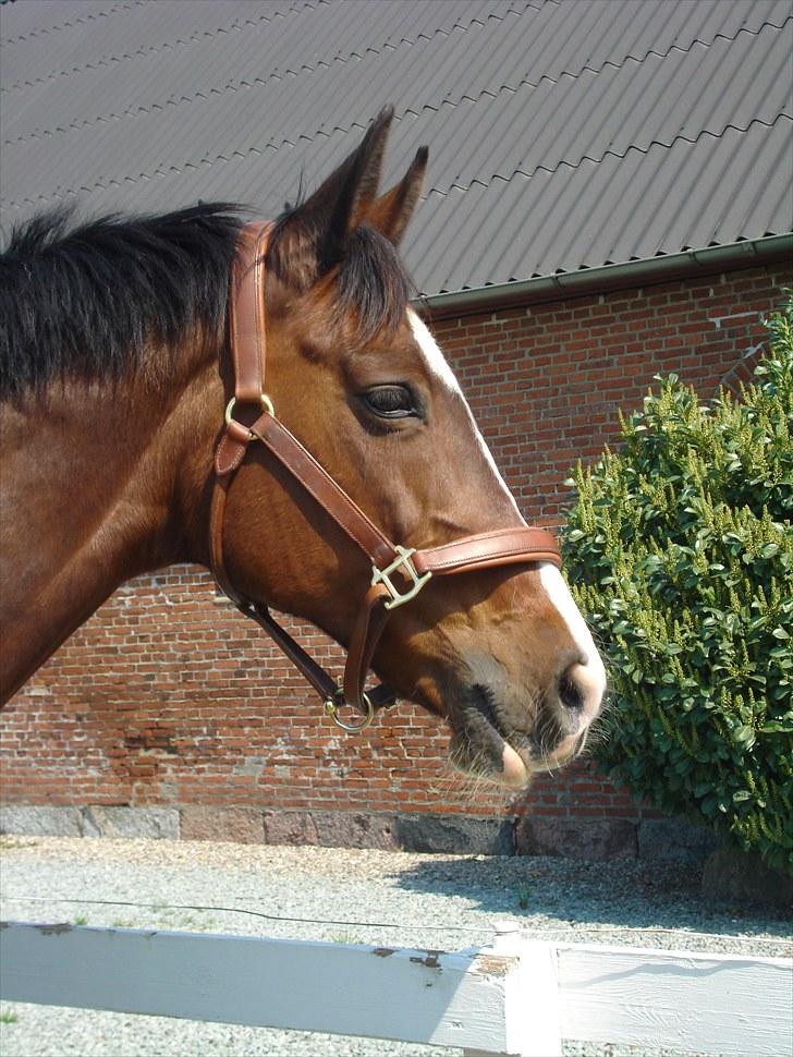 Dansk Varmblod Rozpippi Soneca billede 2