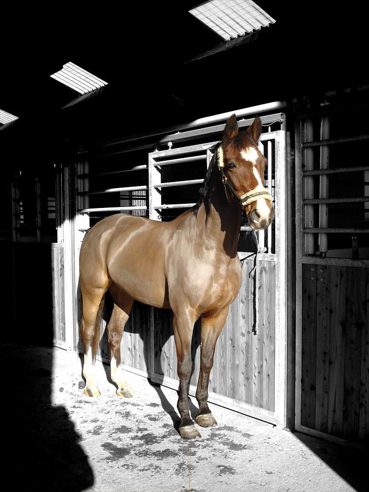 Dansk Varmblod Rozpippi Soneca - Soneca (: billede 3